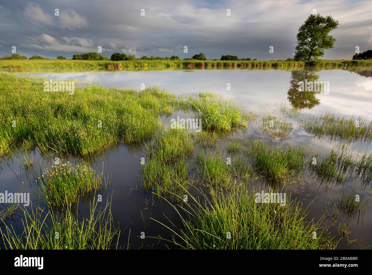 wetland at La Brenne, France, Indre, Regionaler Naturpark Brenne Stock Photo