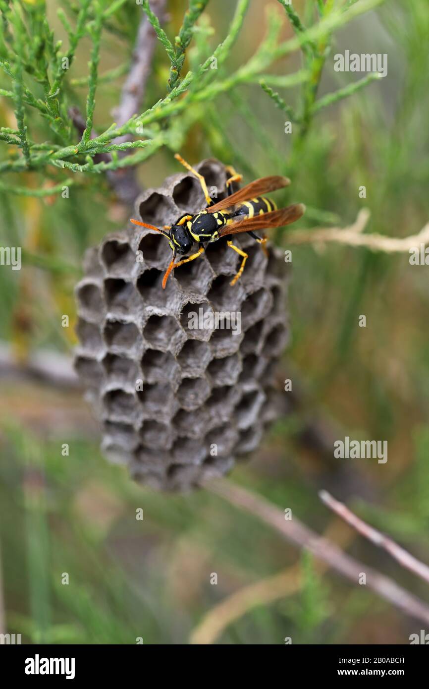 Paper wasp (Polistes gallica, Polistes dominula), wasp at its nest, Greece, Lesbos Stock Photo
