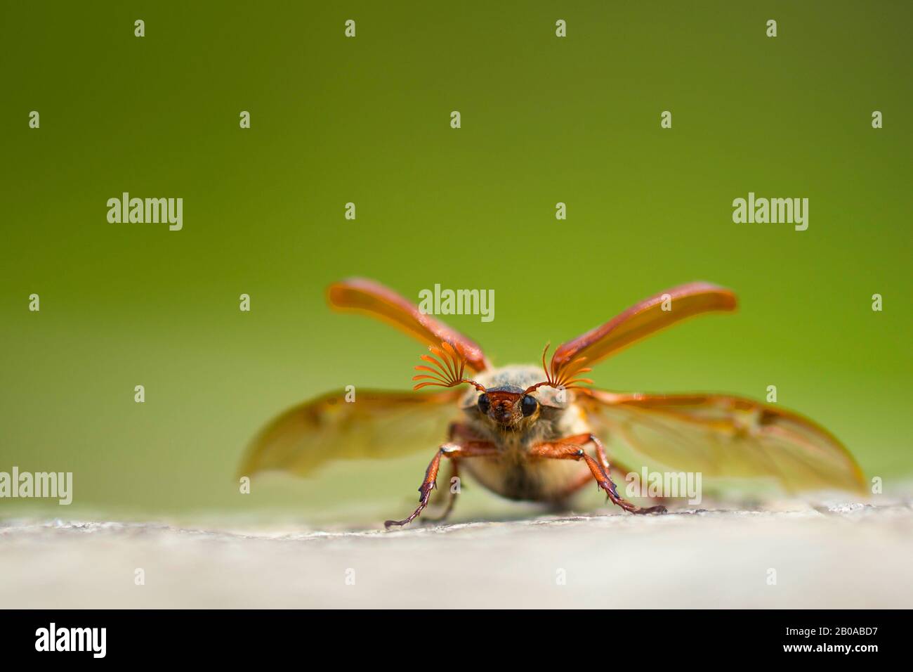 Common cockchafer, Maybug, Maybeetle (Melolontha melolontha), male with wings outstretched, France, Rosnay Stock Photo