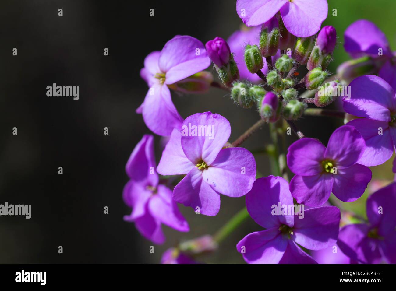 Honesty plant, Annual honesty (Lunaria annua), flowers Stock Photo Alamy