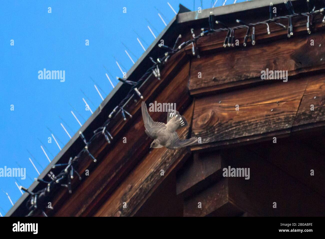 crag martin (Ptyonoprogne rupestris, Hirundo rupestris), flies in front of a roof, shows tail feathers, Austria, Tyrol Stock Photo