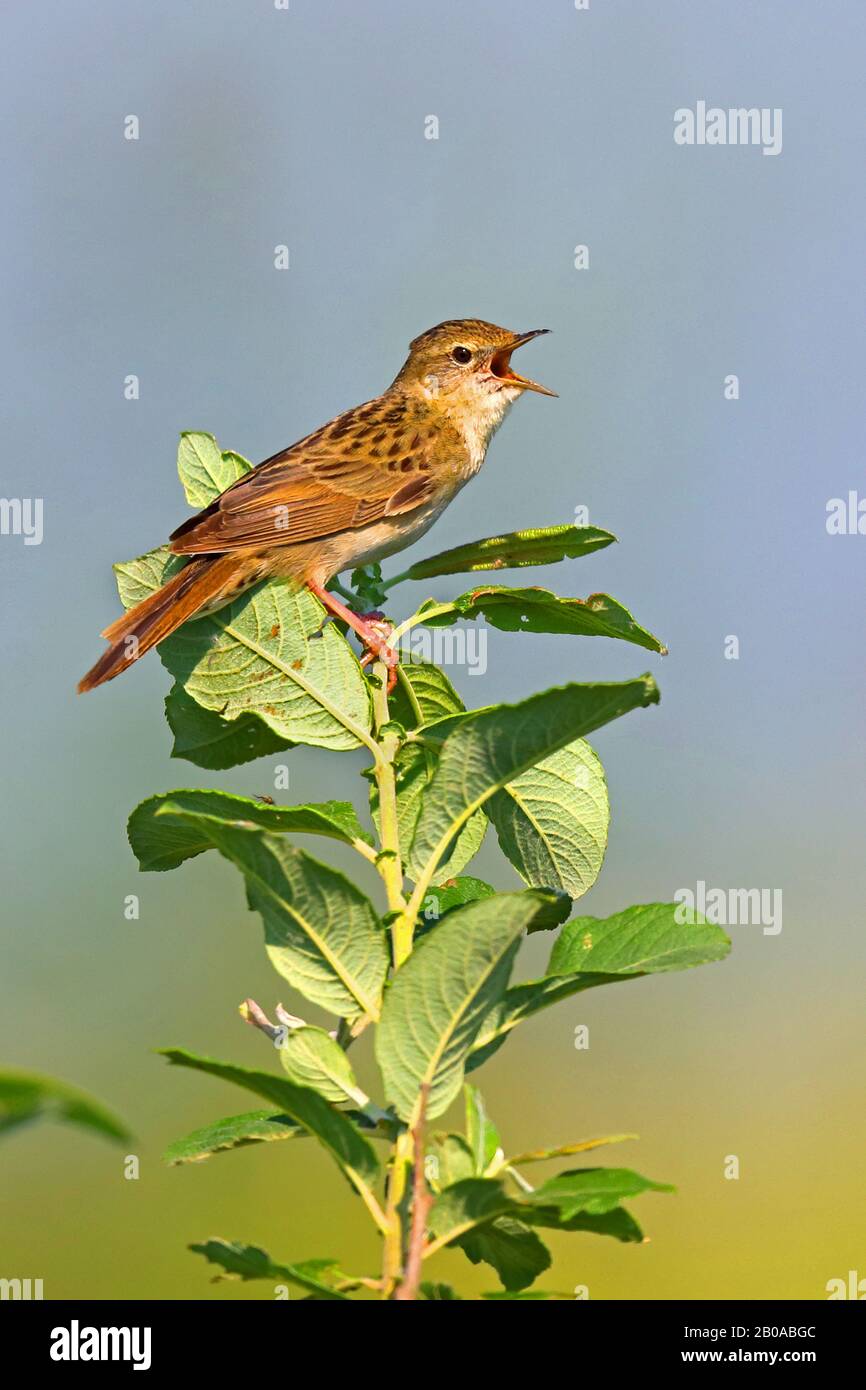 grasshopper warbler (Locustella naevia), male sings on a willow, Netherlands Stock Photo