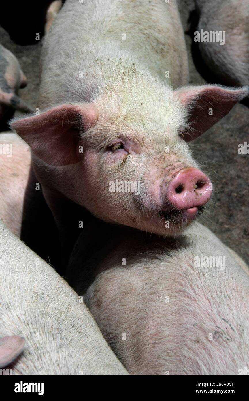 CHINA, SHANGHAI, FARM COMMUNE, PIGS Stock Photo