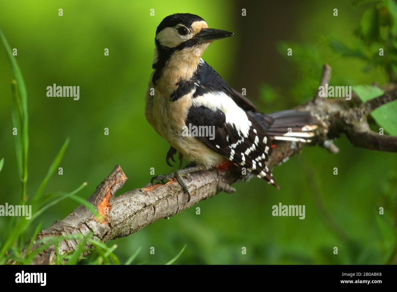 Great spotted woodpecker (Picoides major, Dendrocopos major), sits on a branch, Germany, North Rhine-Westphalia Stock Photo
