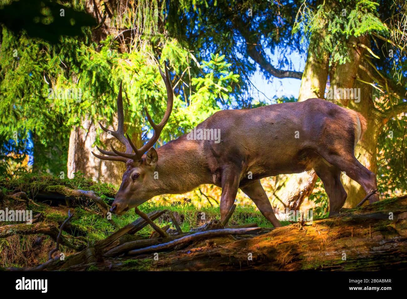 red deer (Cervus elaphus), foraging in autumn forest, Switzerland, Sankt Gallen Stock Photo