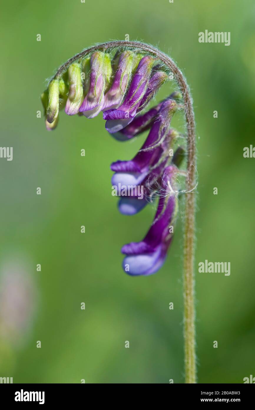 Fodder Vetch (Vicia villosa ssp. villosa, Vicia villosa), blooming Stock Photo