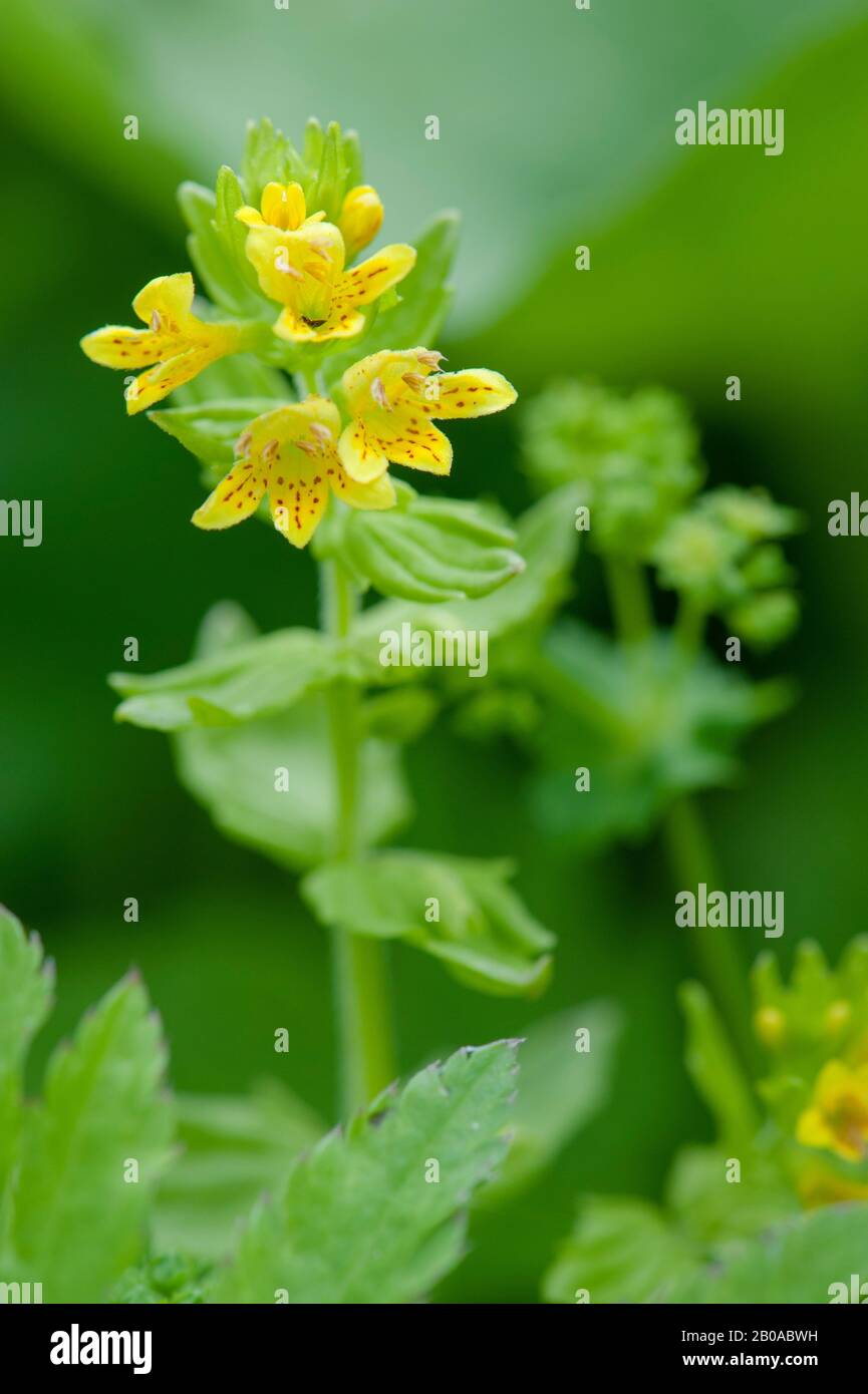 Tozzia (Tozzia alpina), blooming, Austria, Kleinwalsertal Stock Photo