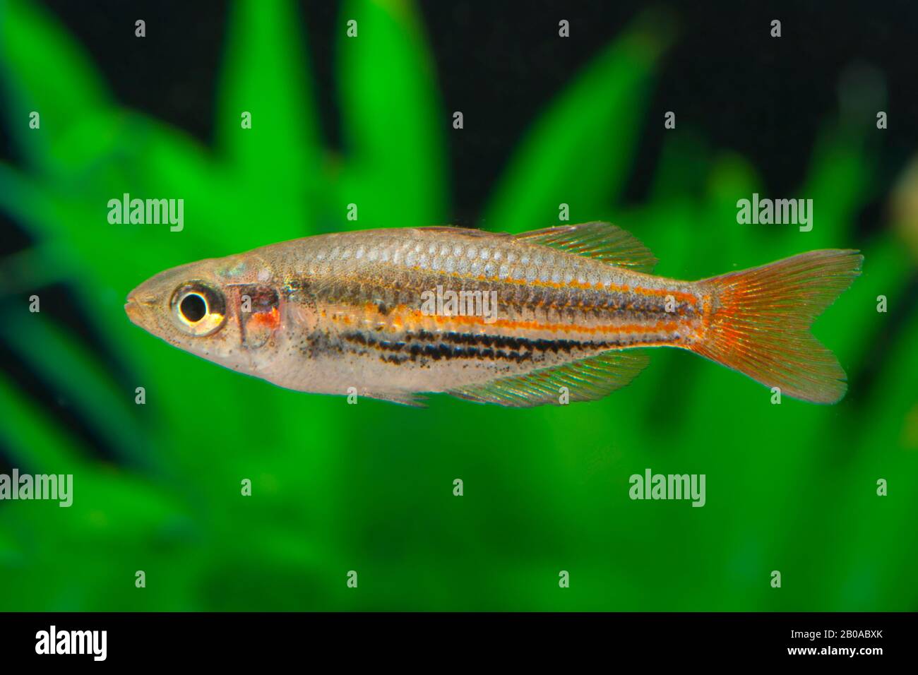 Redstriped Rainbowfish (Melanotaenia splendida rubrostriata), swimming Stock Photo