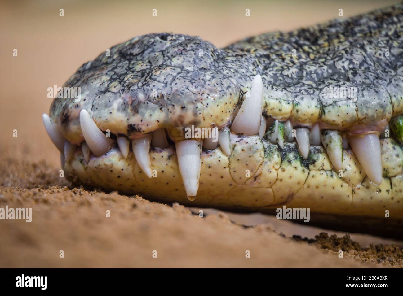 Nile crocodile (Crocodylus niloticus), snout Stock Photo