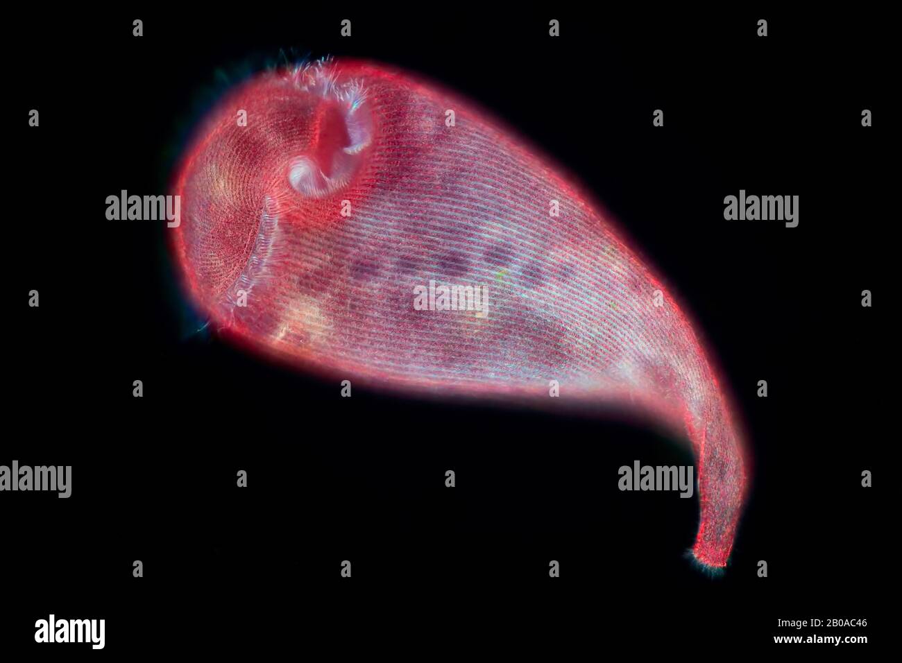 blue trumpet animalcule (Stentor coeruleus), dark-field microscope picture, Germany Stock Photo