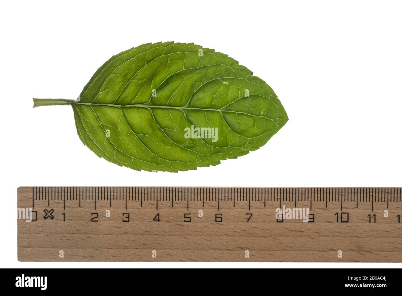 Wild water mint, Water mint, Horse mint (Mentha aquatica), leaf with ruler, cutout, Germany Stock Photo