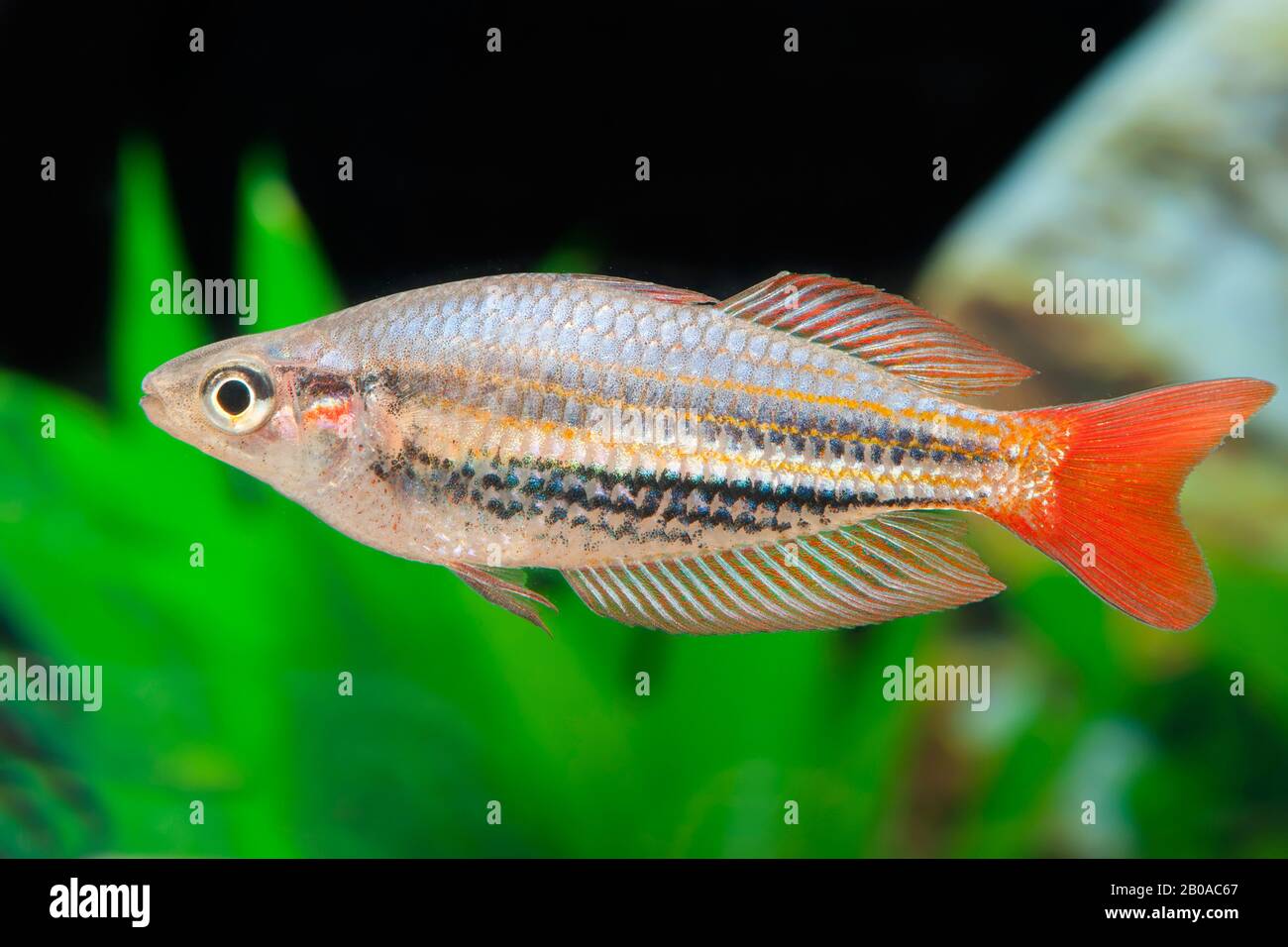 Redstriped Rainbowfish (Melanotaenia splendida rubrostriata), swimming Stock Photo