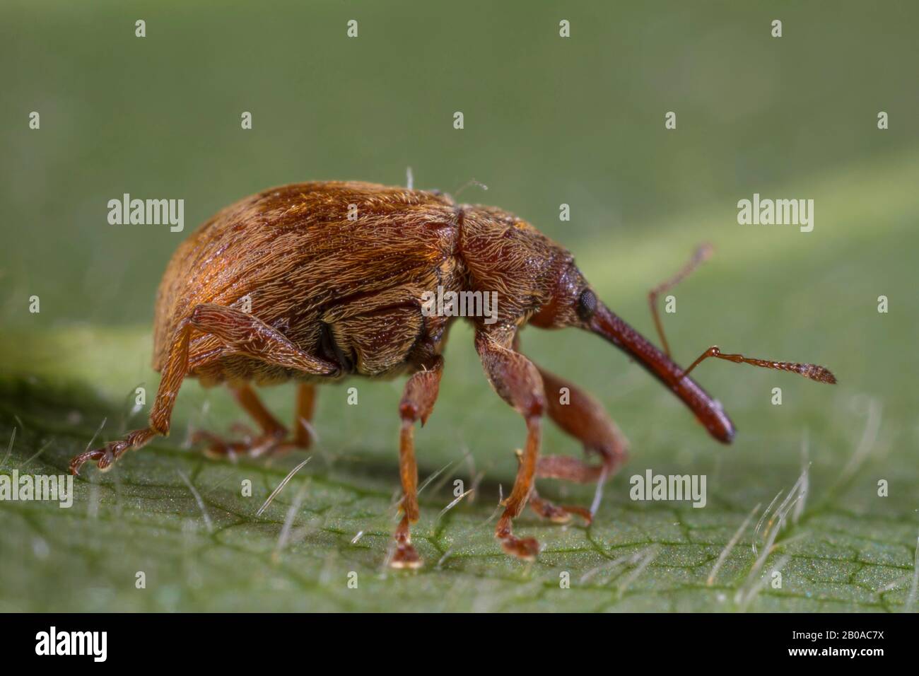 weevil (Anthonomus pinivorax), sits on a leaf, Germany Stock Photo