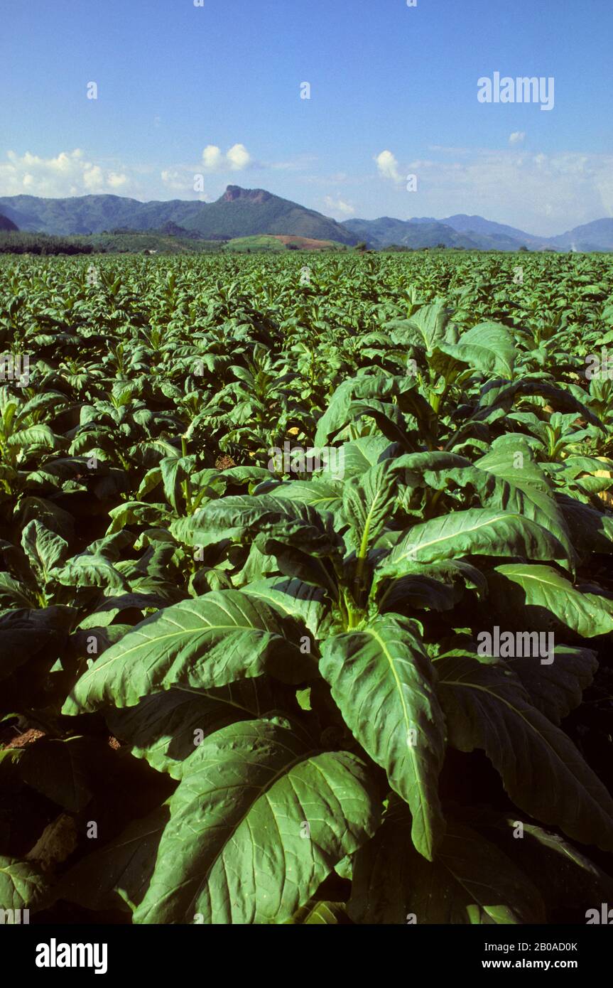 tobacco problems Health Effects of Tobacco Use
