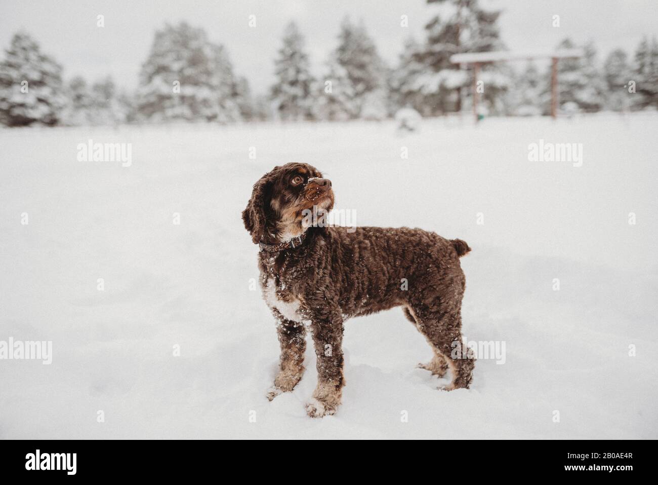 Cocker spaniel standing in snow Stock Photo