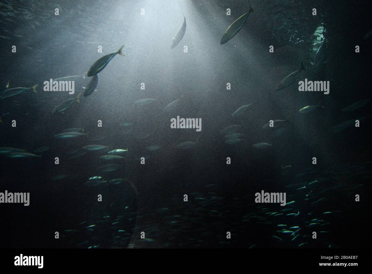 Inside the 'open sea' underwater tunnel at the Oregon Coast Aquarium. Stock Photo