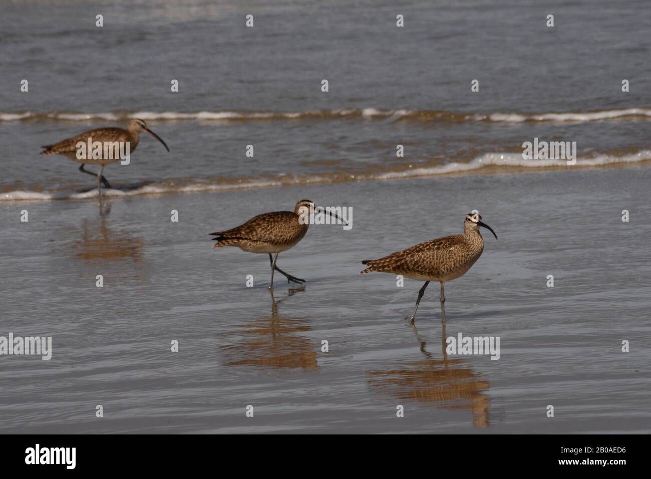 Whimbrel foraging in the surf along the central Oregon coast. Stock Photo