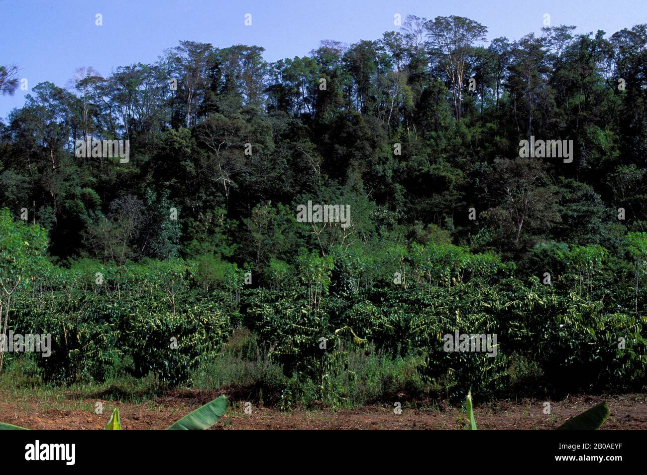 VIETNAM,CENTRAL HIGHLANDS, NEAR BUON MA THUOT, COFFEE PLANTATION, RAINFOREST IN BACKGROUND Stock Photo