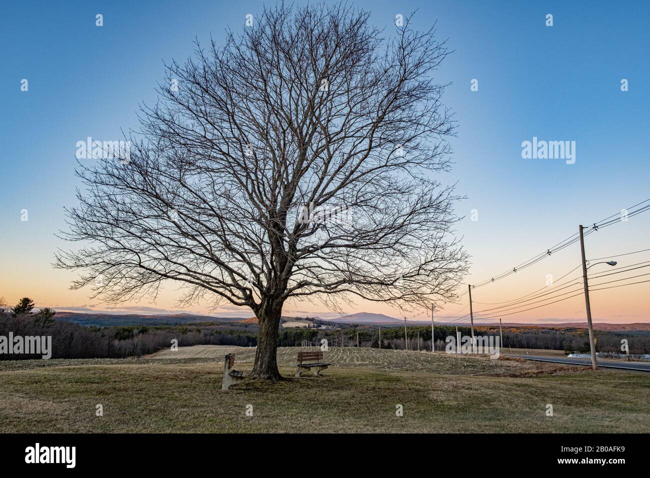 Crimson red maple tree at the Fernald School in Templeton, MA Stock Photo