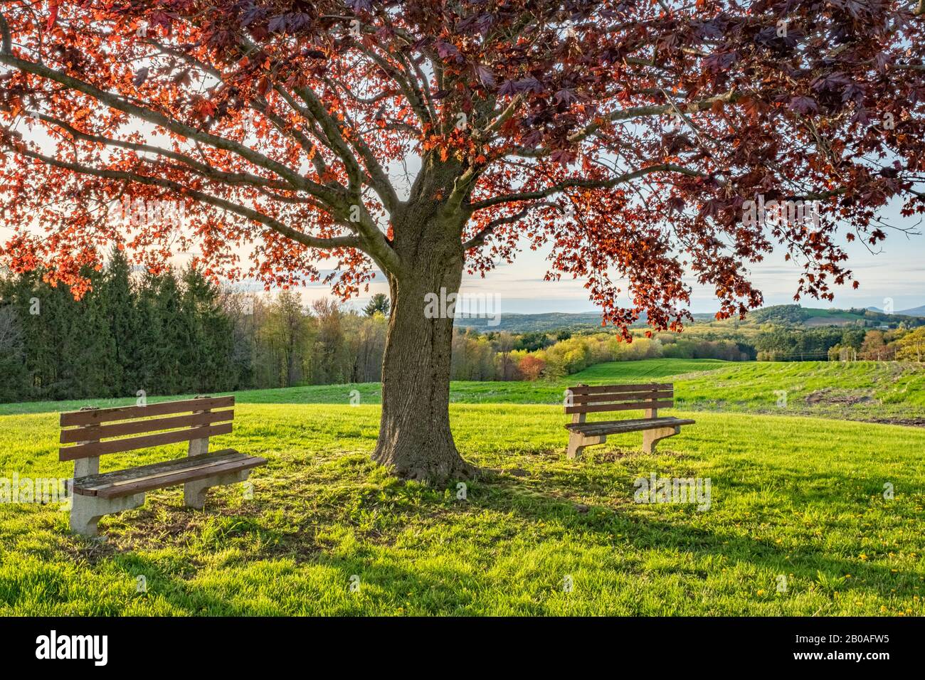 Crimson red maple tree at the Fernald School in Templeton, MA Stock Photo