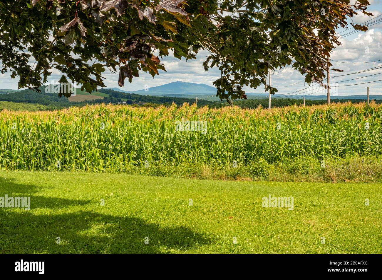 A corn field in late summer in Templeton, MA Stock Photo