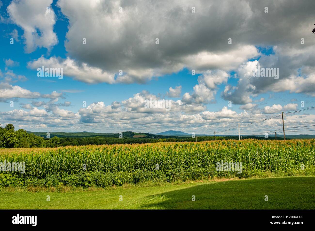 A corn field in late summer in Templeton, MA Stock Photo
