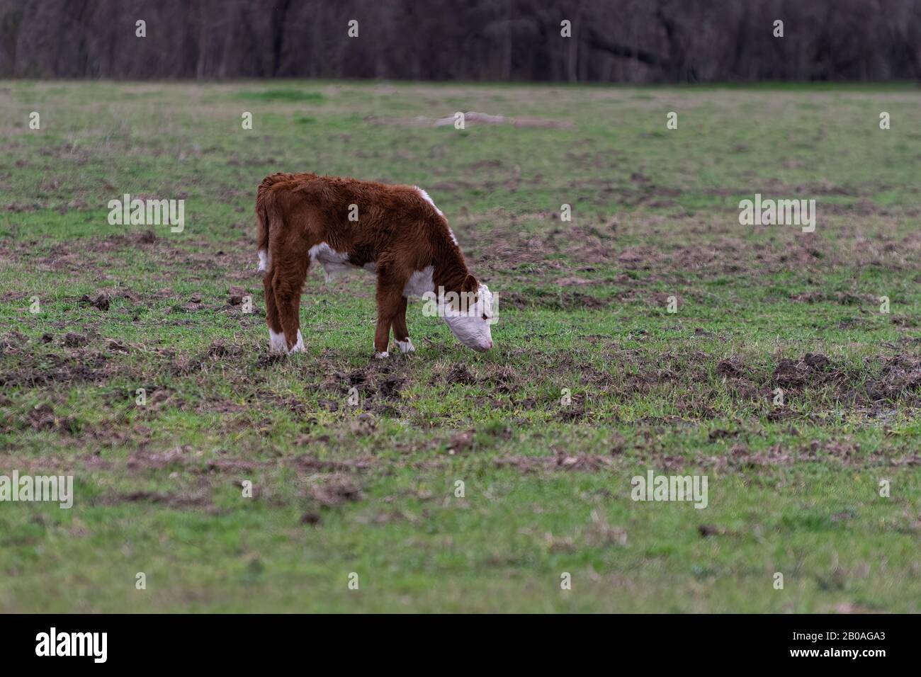 A cute, fuzzy young Polled Hereford bull calf with an adorable white face grazing alone in a ranch pasture with his head down as it feeds on the green Stock Photo