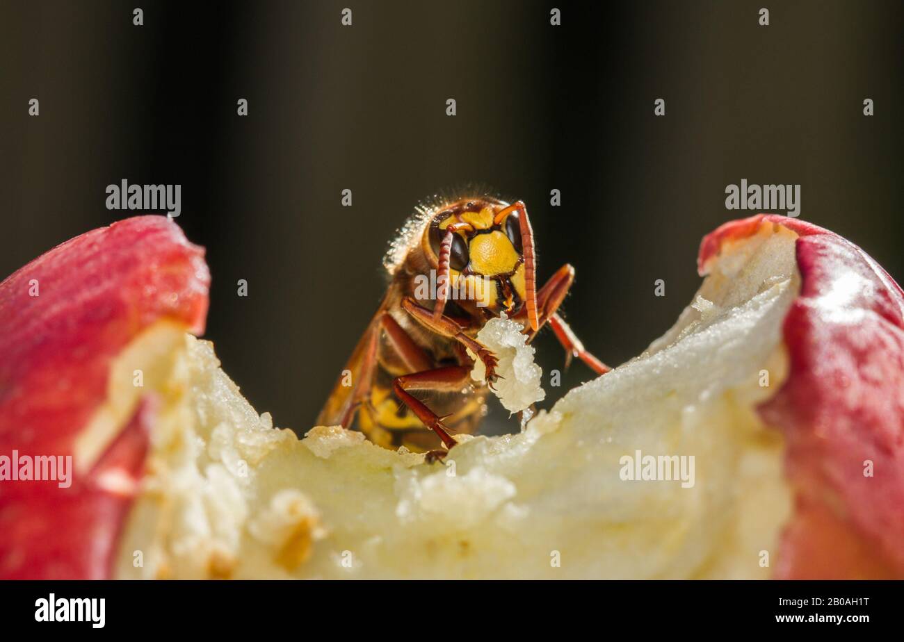 Europen Hornets feeding on a rotting apple Stock Photo