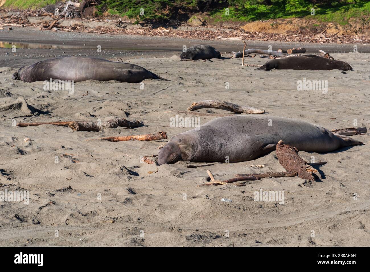 Sea elephant hi-res stock photography and images - Alamy