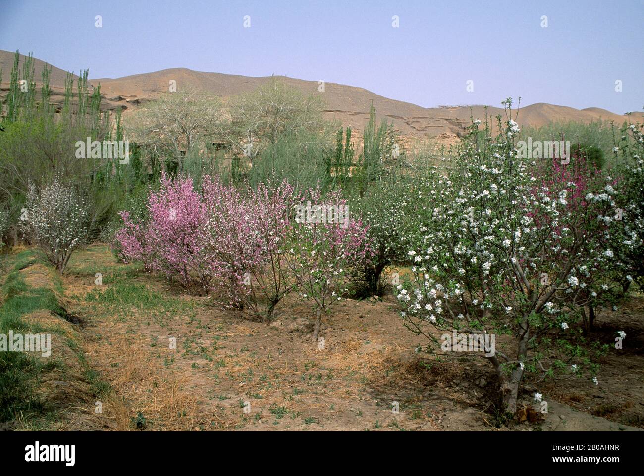 CHINA, GANSU PROVINCE, DUNHUANG, MAGAO GROTTOES, FRUIT ORCHARD Stock