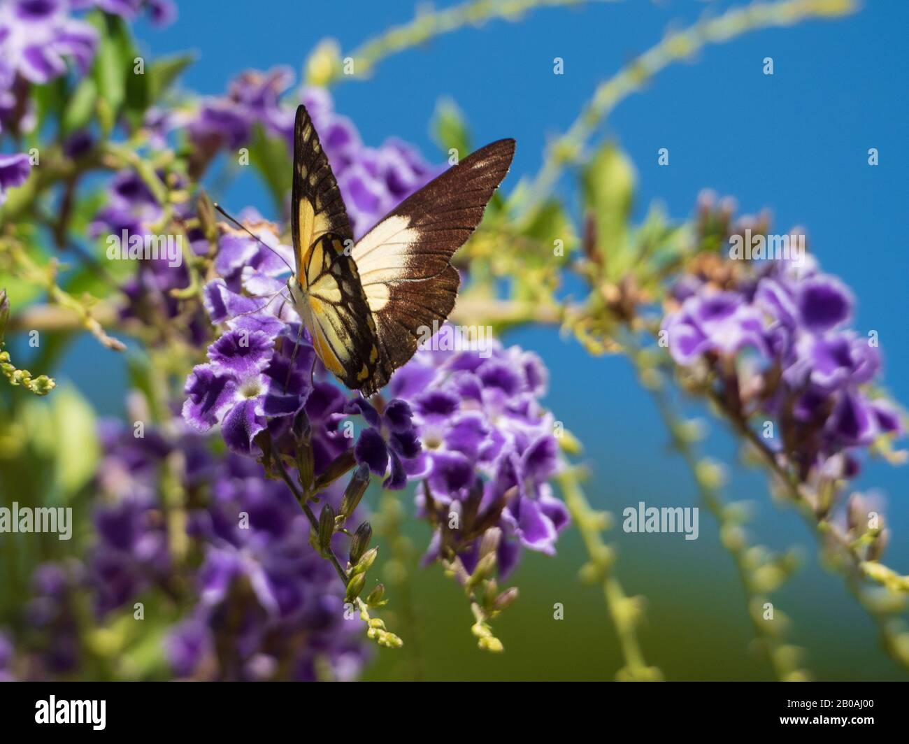 Pale orange, white and black wings of the Caper White Butterfly on beautiful purple flowers of the Geisha Girl plant or Duranta Repens, Australia Stock Photo