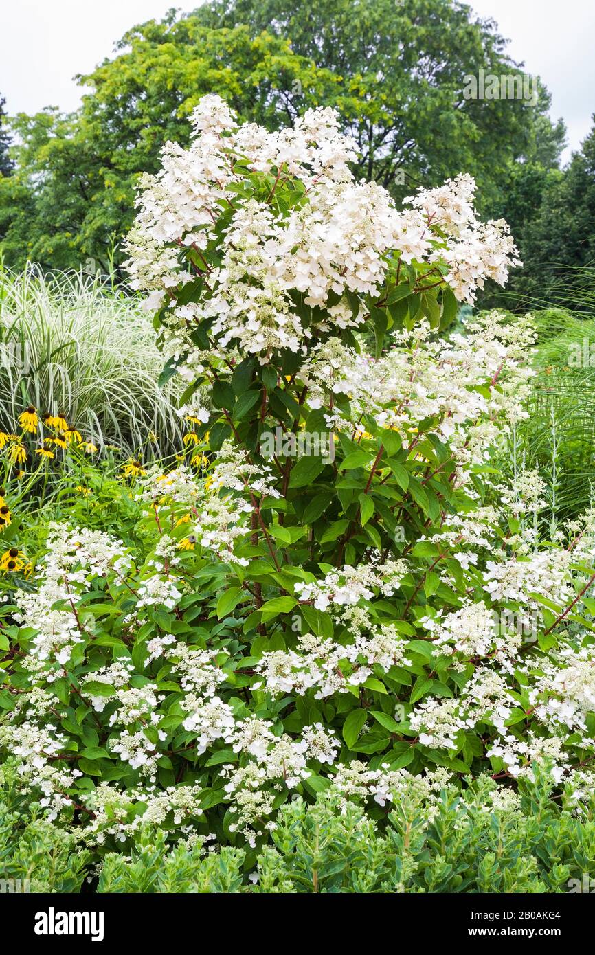 White Hydrangea, yellow Rudbeckia fulgida ‘Goldstrum’ - Coneflowers, Acorus calamus 'Variegatus' - Variegated Sweet Flag in border in summer. Stock Photo