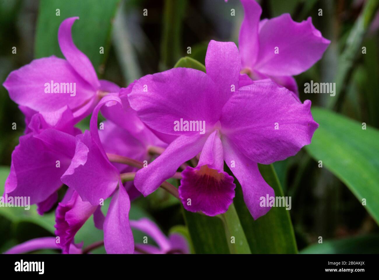 Indonesia Bali Near Lake Bratan Bedugul Botanical Garden Cattleya Orchid Stock Photo Alamy