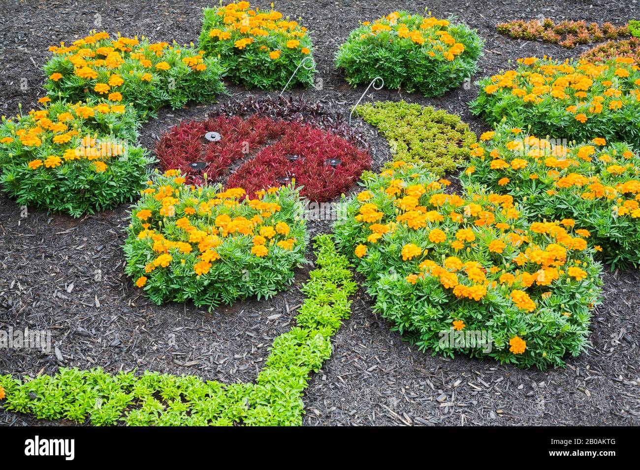 Ladybug sculpture designed with live maroon Alternanthera plants and surrounded by orange Tagetes - Marigold flowers in black mulch border in summer. Stock Photo