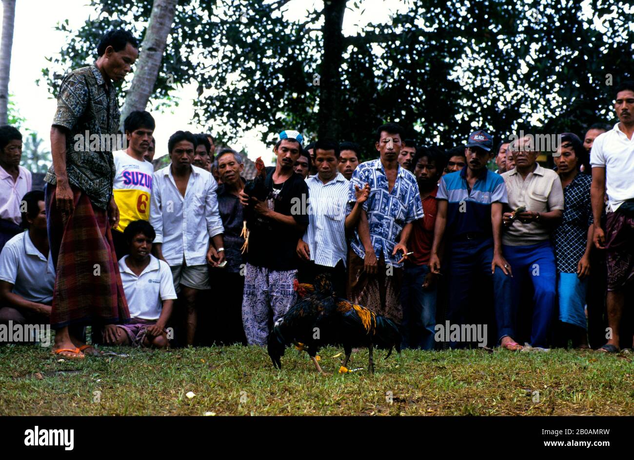 INDONESIA, BALI, COCKFIGHTING, COCKS FIGHTING Stock Photo Alamy