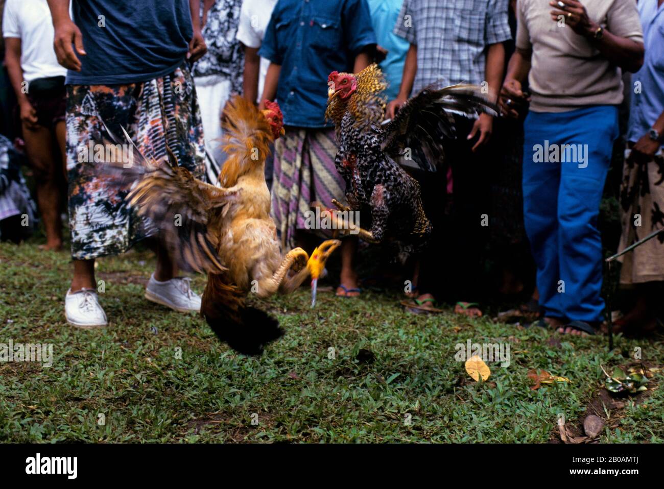 INDONESIA, BALI, COCKFIGHTING, COCKS FIGHTING Stock Photo - Alamy