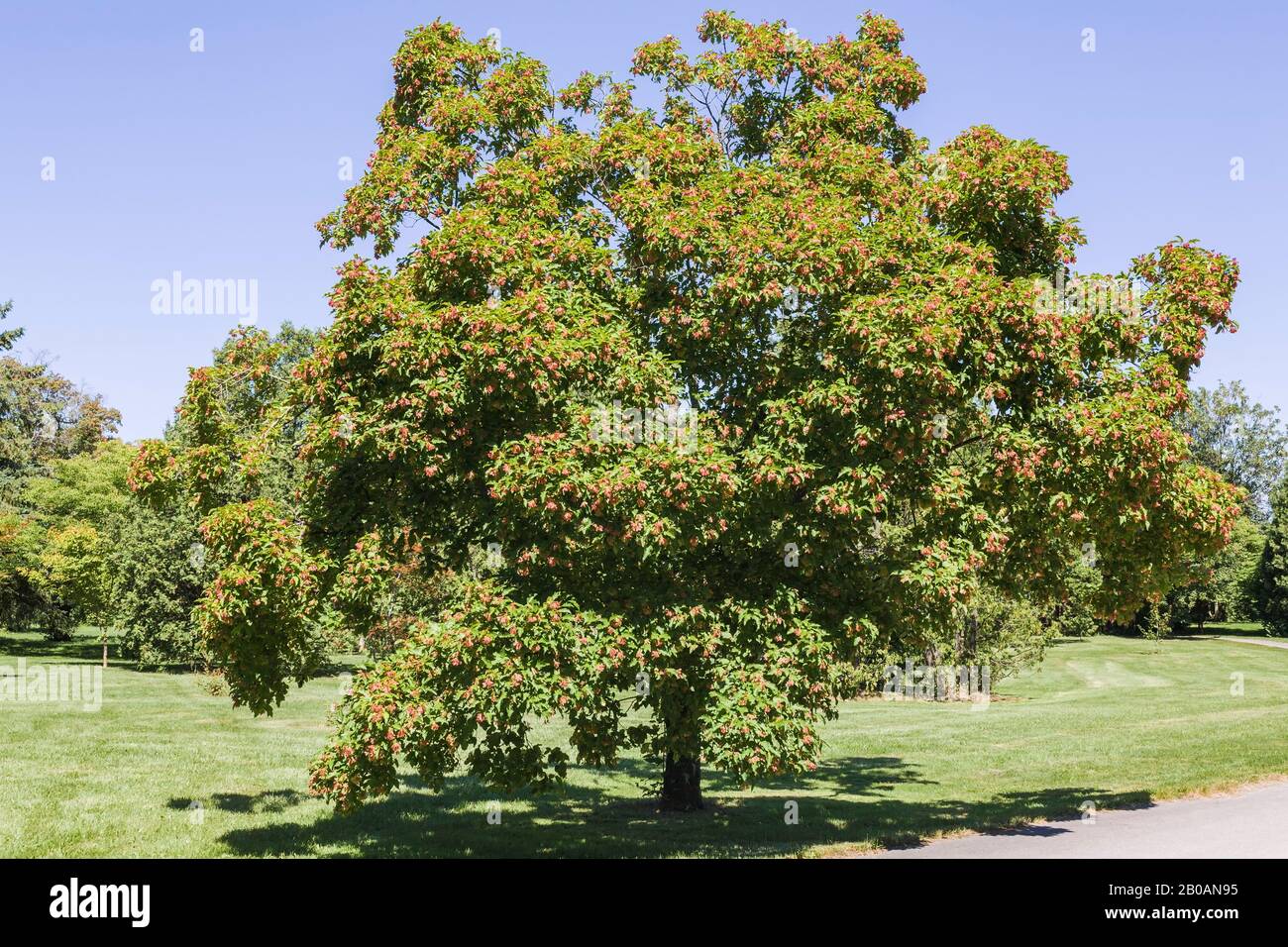 Pink flowering Acer Tataricum - Maple tree in summer, Montreal ...