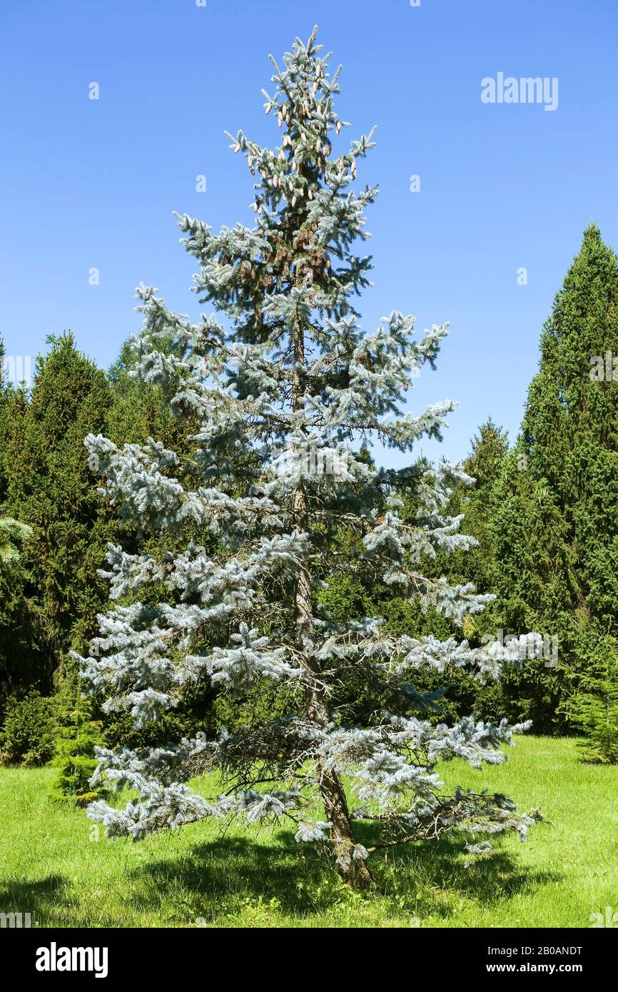 Picea pungens 'Bakeri' - Colorado Blue Spruce tree in summer, Montreal Botanical Garden, Quebec, Canada Stock Photo