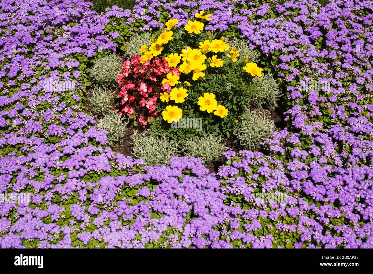 Blue Ageratum - Floss Flowers, yellow Tagetes - Marigold, red Begonia flowers in border in exhibition garden in summer, Montreal Botanical Garden Stock Photo