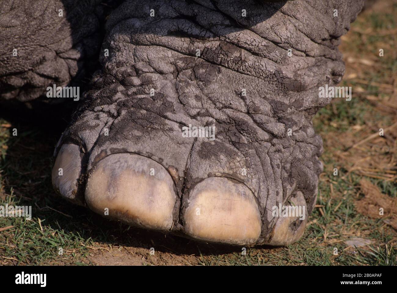 INDIA, ASSAM PROVINCE, KAZIRANGA NATIONAL PARK, CLOSE-UP OF ELEPHANT FOOT, TOES Stock Photo