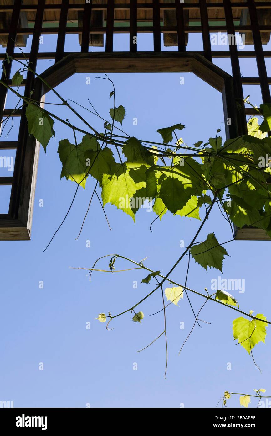 Climbing Vitis riparia - Grapevine growing on wooden trellis against a blue sky in summer Stock Photo