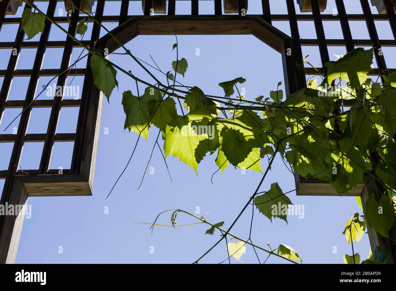 Climbing Vitis riparia - Grapevine growing on wooden trellis against a blue sky in summer Stock Photo