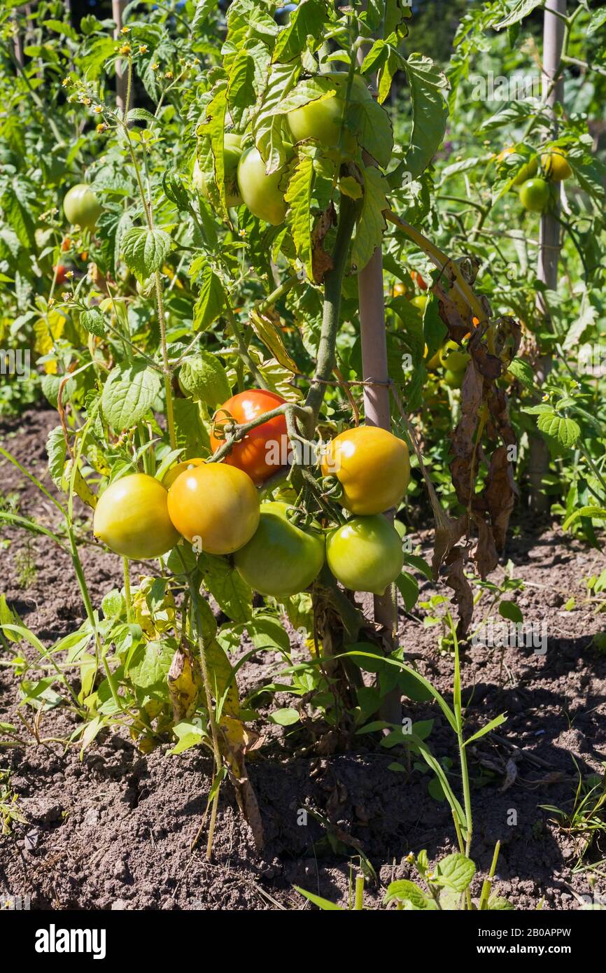 Lycopersicon esculentum - Tomato plant in organic garden. Stock Photo