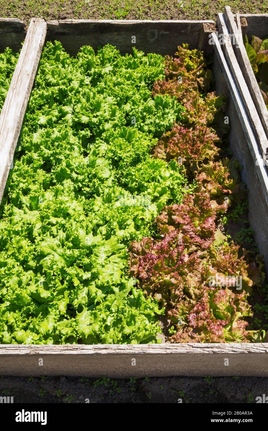 Lactuca sativa - Green and Red Leaf Lettuce being grown organically in containers placed in a wooden box outdoors in full sun. Stock Photo