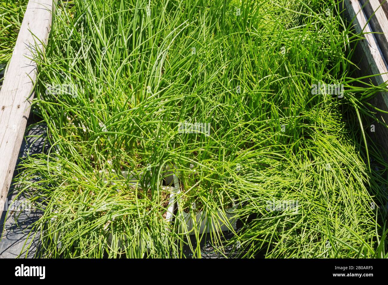 Full grown horizontal hi-res stock photography and images - Alamy