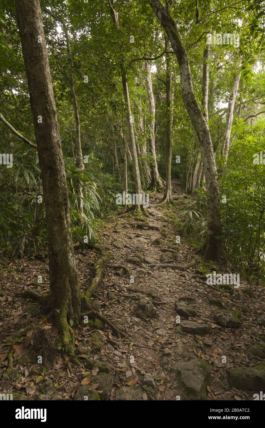 Guatemala, Tikal National Park, Jungle landscape and trail to Templo V; UNESCO World Heritage Site Stock Photo