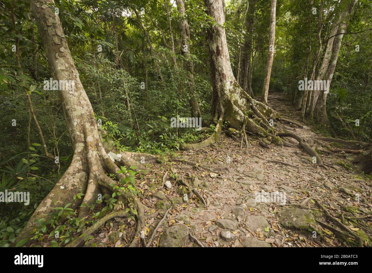 Guatemala, Tikal National Park, Jungle landscape and trail to Templo V; UNESCO World Heritage Site Stock Photo