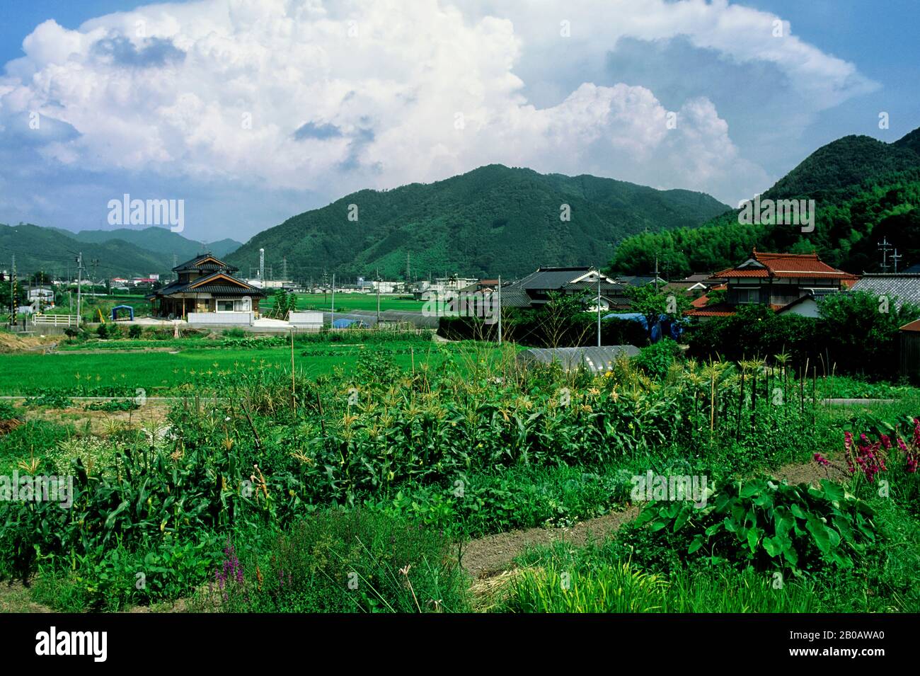 JAPAN, HAGI, CORN, TARO, BEAN, FLOWERS GROWING IN FIELD Stock Photo - Alamy