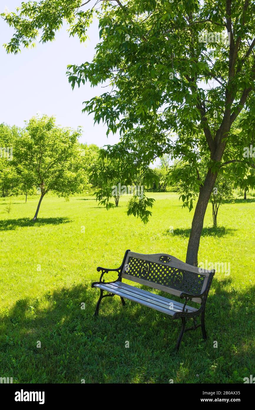 Antique wood and cast iron sitting bench underneath a deciduous tree in residential backyard in spring. Stock Photo
