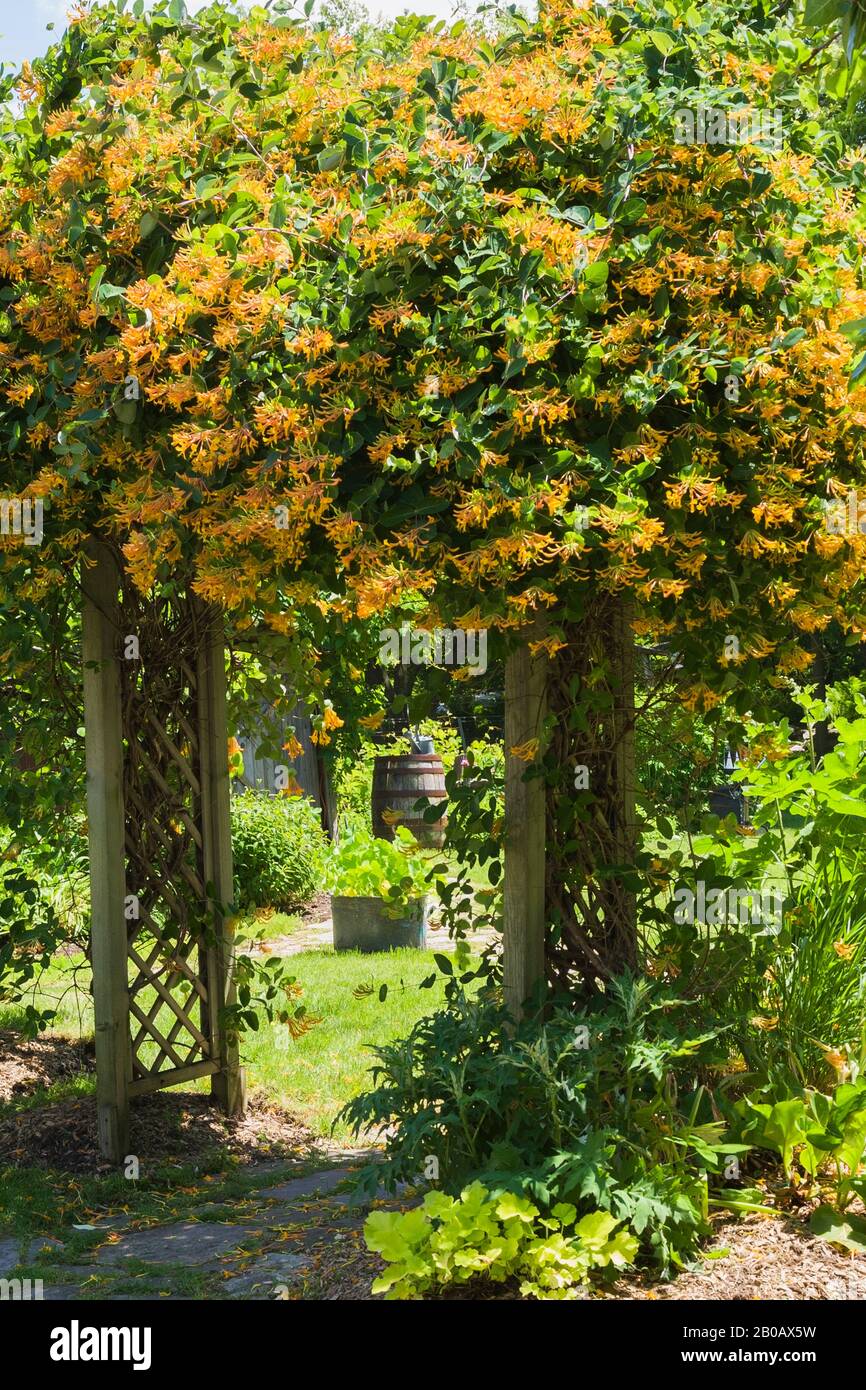 Flagstone path through wooden lattice arbour covered with orange flowering Lonicera x heckrottii - Honeysuckle climbing shrub in residential backyard Stock Photo